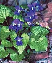 [blue%2520violets%255B4%255D.jpg]