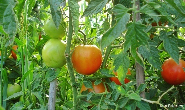 [Tomates2.jpg]
