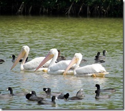 White Pelicans and Coots on Eco Pond