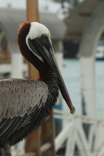 [IMG_0830%255B3%255D.jpg]