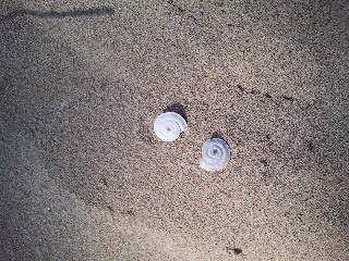 Caracoles