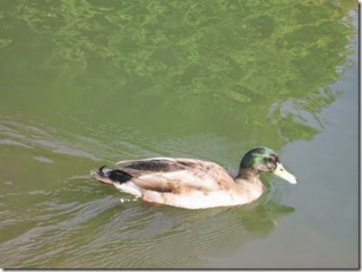 IMG_3785 Mallard Duck in the Vern W. Miller Civic Center Pond in Salem, Oregon on  September 17, 2006