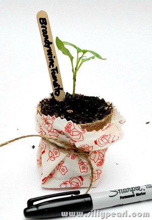 SeedlingTeacherGift5