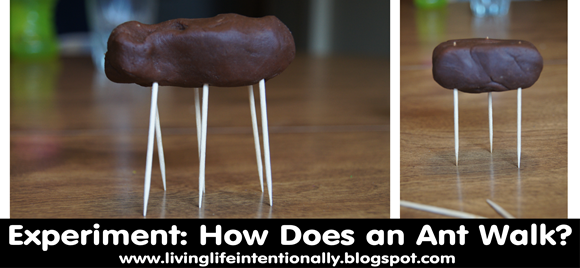 Science Experiment for Kids - How does an Ant Walk Science Experiment for Kids - How does an Ant Walk