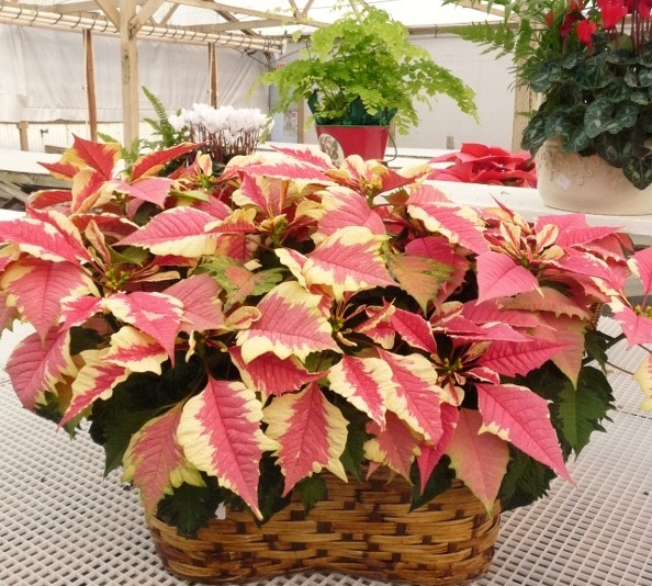 [poinsettia%2520farm2011%2520008%2520%2528600x800%2529%255B6%255D.jpg]