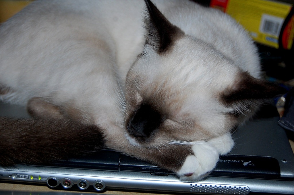 [catcomputer97.jpg]