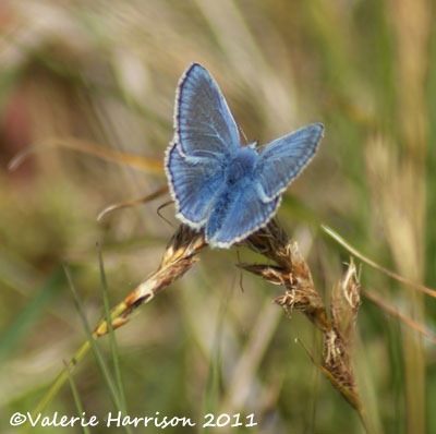 [16-common-blue-butterfly%255B2%255D.jpg]