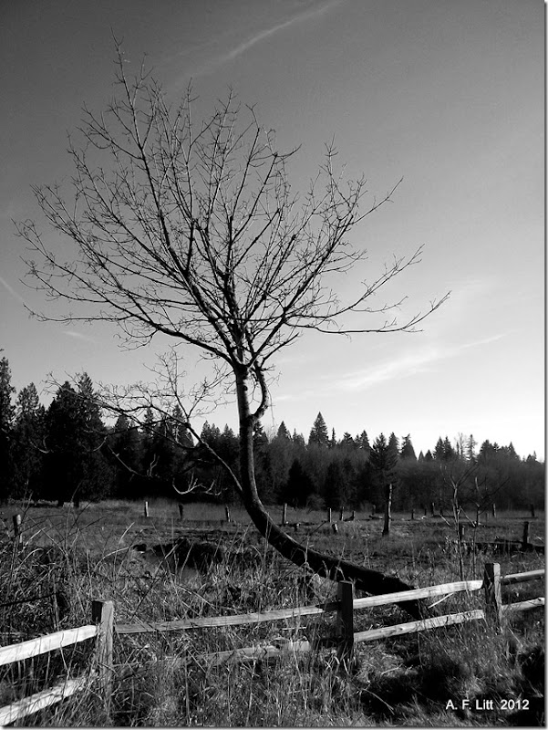 Restoration Area Overlook, Springwater Trail.  Portland, Oregon.  February 9, 2011.  Photo of the Day, February 22, 2012.