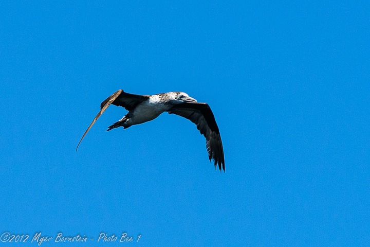 [Northern-Gannet-_D8C3874-June-10-201.jpg]