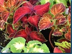 coleous foliage color coleous foliage color