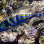 Colorful Fish - Oak Beach, Australia