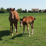 veulenszomer2011 013.jpg
