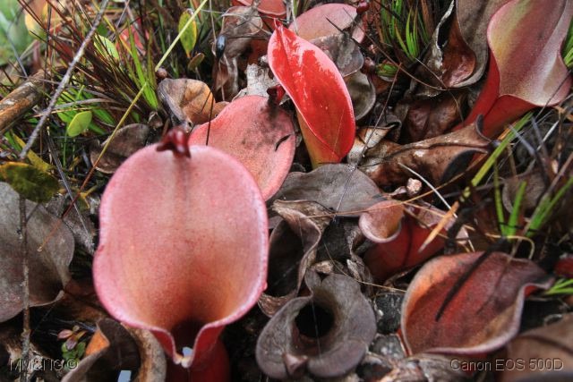 [IMG_2045%255B4%255D.jpg]