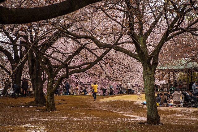 [Kirseb%25C3%25A6rtr%25C3%25A6erne%2520blomstrer%2520i%2520parkerne%2520i%2520Tokyo%255B3%255D.jpg]