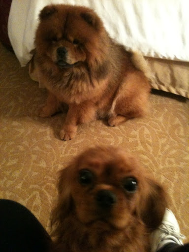 Robin is a Cavalier joining me on this leg of the show.  She's a real attention-getter!