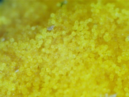 Pollen grains 3