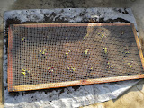 Our first attempt at a Vertical Garden.  Lettuce to start with.
