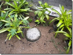 dikelilingi oleh pot tanaman dikelilingi oleh pot tanaman