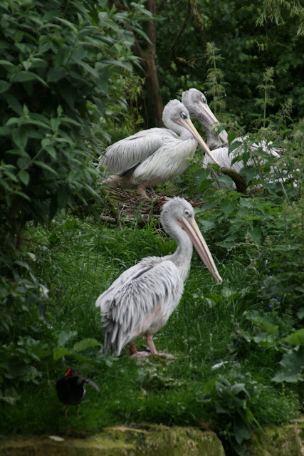 Pelican
