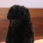 dog620-8.jpg