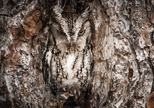 [Eastern-Screech-Owl4.jpg]