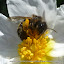 #08 APIDAE Apis milifera(.)[Maia,NF37_P.S.P.Avioso,CA&CMMaia]_P1570655.JPG