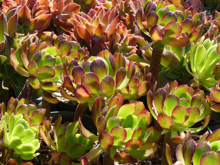 [111001_succulent_gardens_723.jpg]