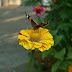 Summer%252520356
