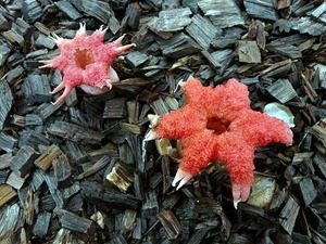 Aseroe rubra