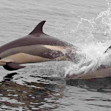 Atlantic white-sided dolphins