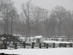 Donkeys in the Snow!