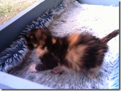 Prissy-1- 2012-10-18