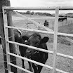 Bovine Bash, approx 1979 (11).jpg