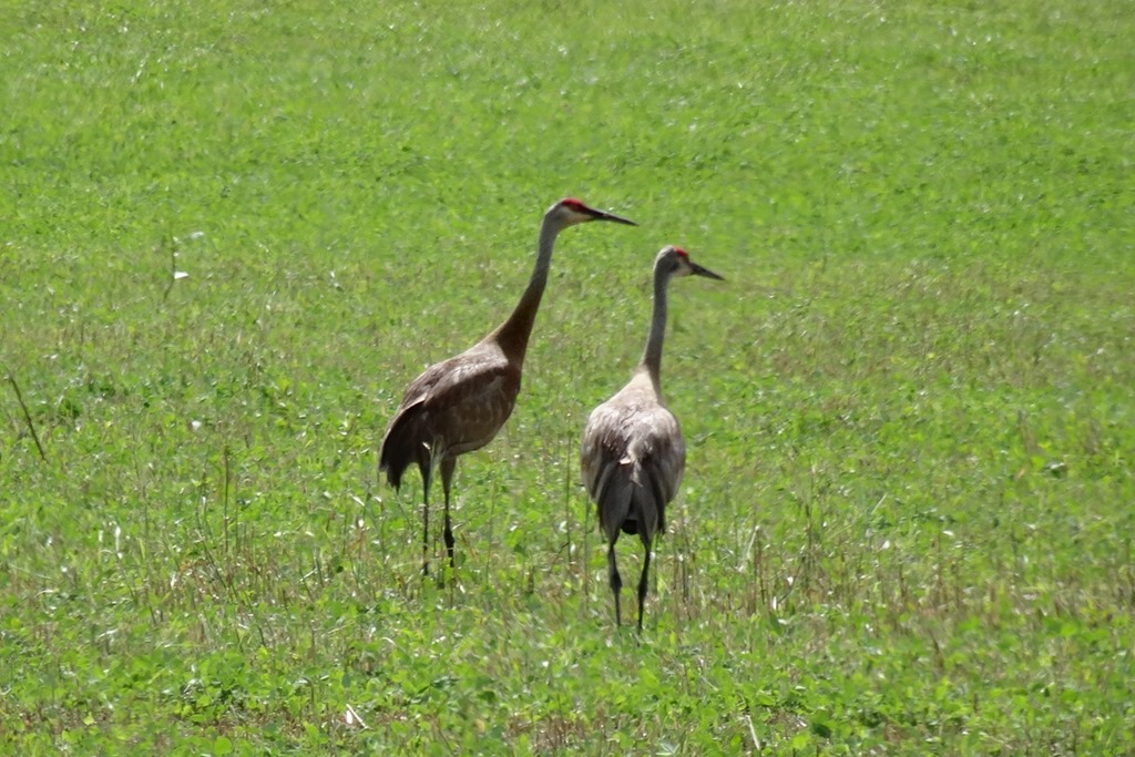 [Sandhill%2520cranes%25202%255B6%255D.jpg]