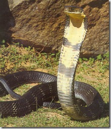 King Cobra : Longest venomous snake in the world