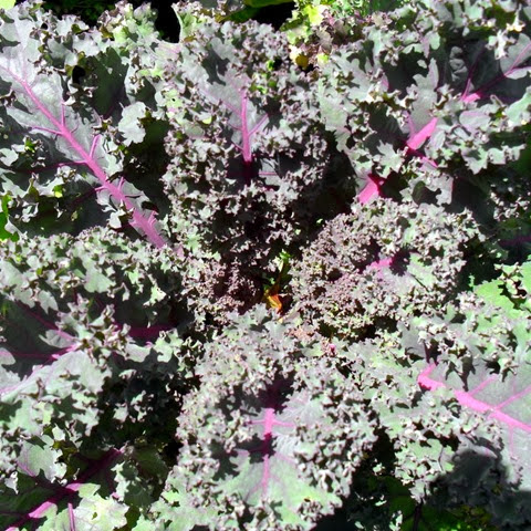 Scarlet Kale