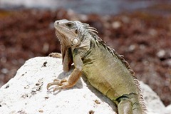 Iguana