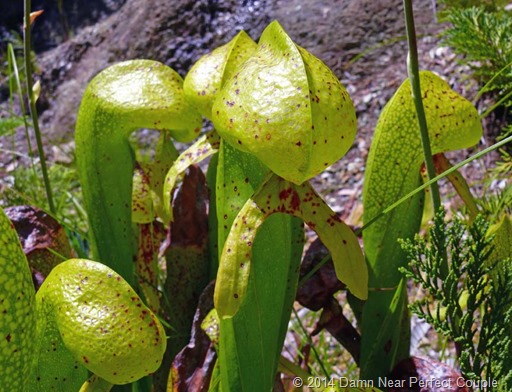 Cobra lilly1