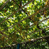 Turfan - Putaogou grape sur treillis