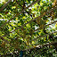 Turfan - Putaogou grape sur treillis