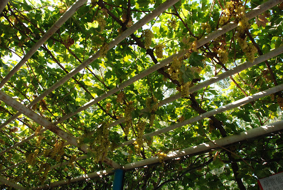 Turfan - Putaogou grape sur treillis