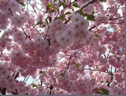 kirschblüte