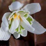 snowdrops feb 2012