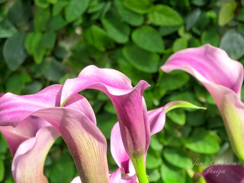 [CallaLily_kk_tuesday%255B3%255D.jpg]