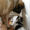 puppen 6 weken 017.jpg