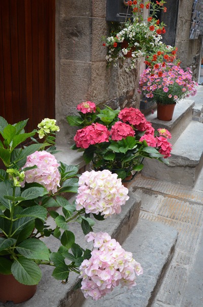 corniglia flowers