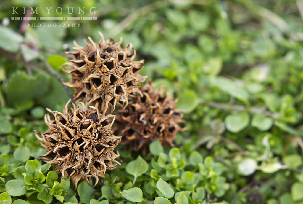 [thorn%2520balls%2520wtrmk%255B4%255D.jpg]
