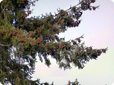 new pine cones new pine cones