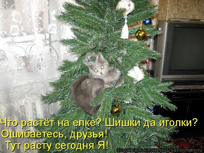 [81594402_81436721_large_093411079c74e38e6a54383fdac0ca45%255B2%255D.jpg]