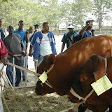 Denbigh Farm Show - August 2007